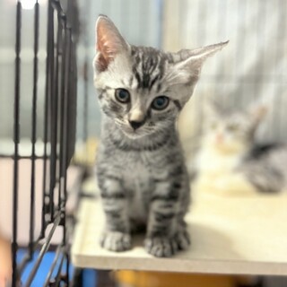 トライアル検討中！社交性No.1⭐︎のももちゃん