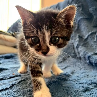 生後1ヶ月可愛すぎる「あわゆきくん」