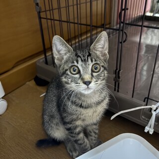 9.7武蔵村山譲渡会に参加します　ララちゃん