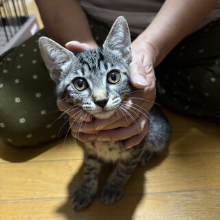 9.7武蔵村山譲渡会に参加します　リリちゃん