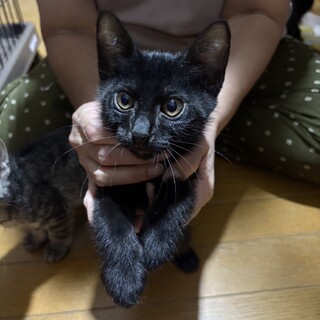 9.7武蔵村山譲渡会に参加します　ルイ君