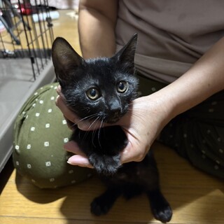 9.7武蔵村山譲渡会へ参加します　レン君