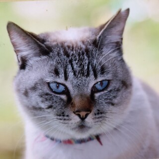 譲渡会参加中もご縁がない　シャムミックス