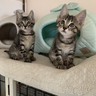可愛いキジトラ姉妹です♡一緒のお家希望です♪