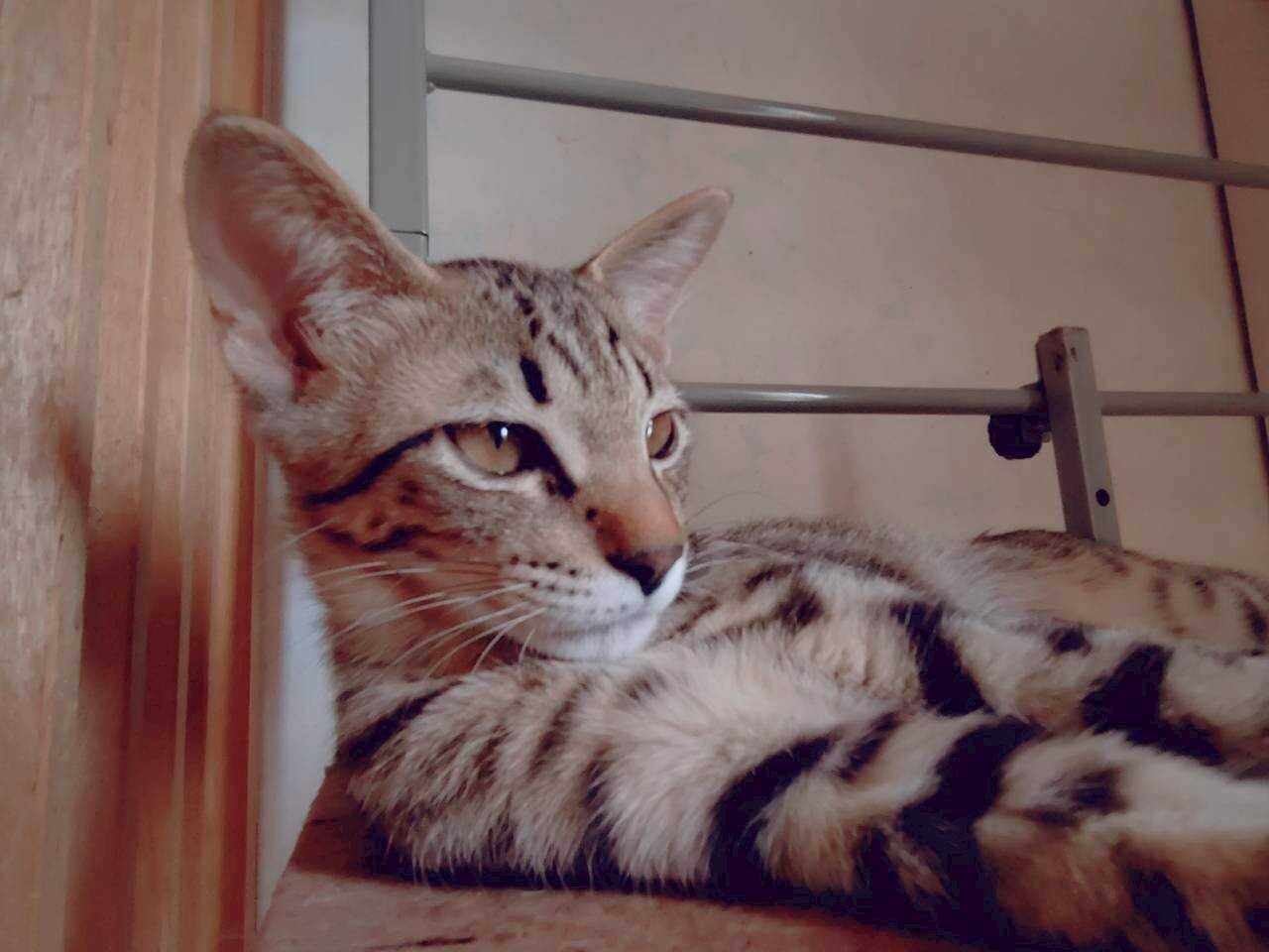 【11/3譲渡会】端正なチーター風★リュード君 サムネイル2