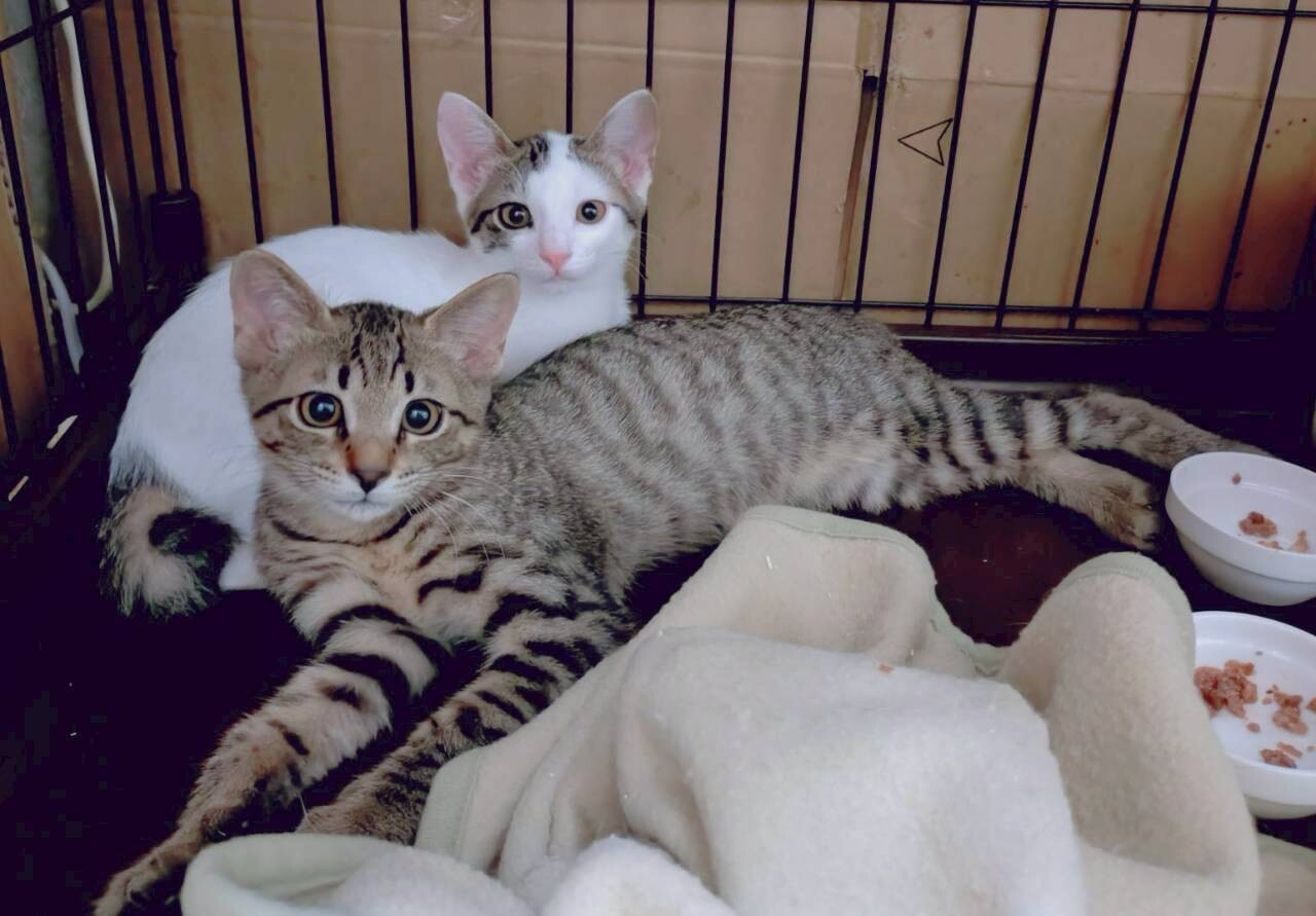 【11/3譲渡会】端正なチーター風★リュード君 サムネイル5