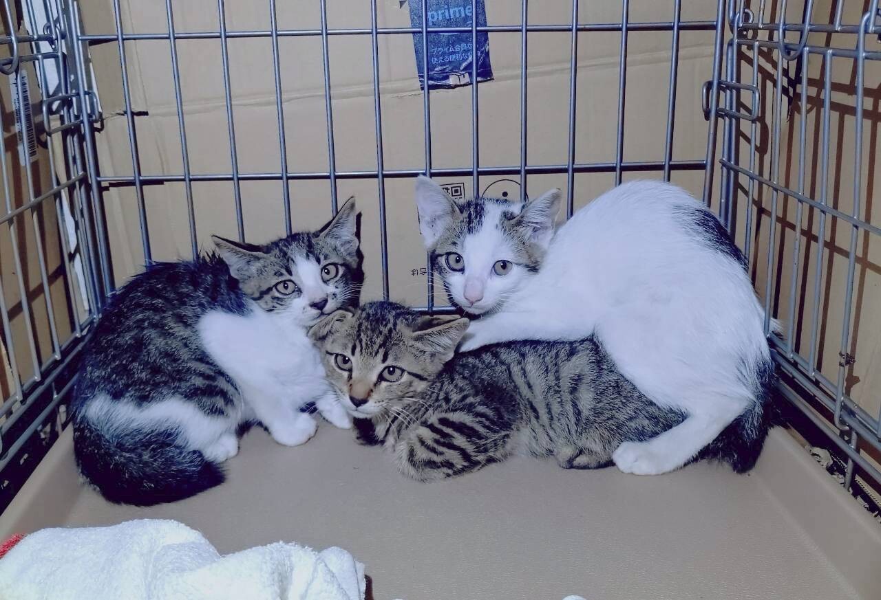 【11/3譲渡会】端正なチーター風★リュード君 サムネイル6