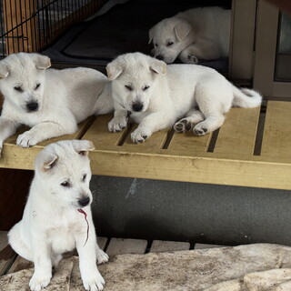 紀州犬　ショータイプの美犬　男の子