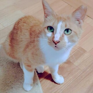 12/7譲渡会】そばにいて欲しいな❤トレノちゃん