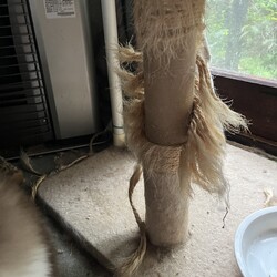 キャットタワー爪とぎロープ巻直し！