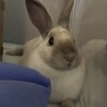 メス　小顔のぱっちりお目目の美人さん サムネイル6