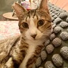 単頭飼い希望！甘えん坊で子猫大好きなぺこくん サムネイル4