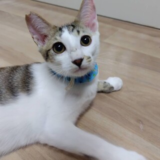 動作が面白い兄弟♫白キジ弟くんฅ•ω•ฅ