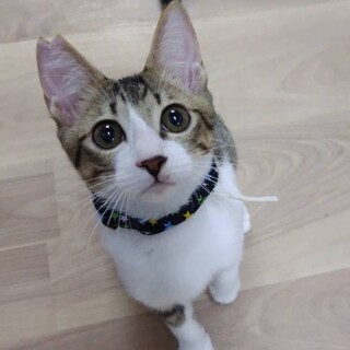 動作が面白い兄弟♫キジ白お兄ちゃんฅ•ω•ฅ