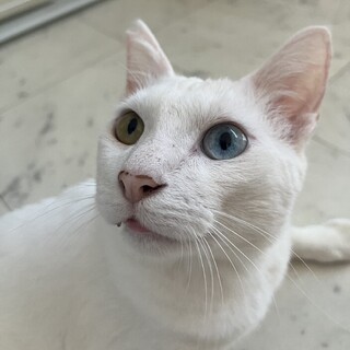 綺麗なオッドアイの男の子です。