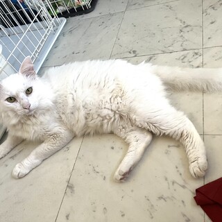 穏やかな甘えん坊の男の子です