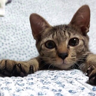 お喋り♫活発♥キジトラくんฅ•ω•ฅ