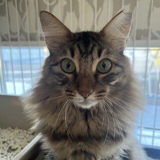 ゴロスリの甘えん坊ちゃんです