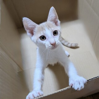 生後4ヶ月のかわいい「ももやまくん」