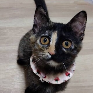 無邪気✨明るい♬サビ子ねこちゃんฅ•ω•ฅ