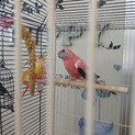アキクサインコ3羽　再募集