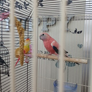 アキクサインコ3羽　再募集