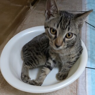 かぎしっぽの可愛いキジ子猫です