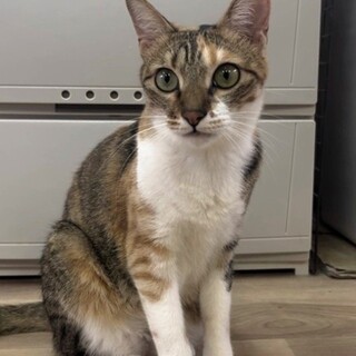 一人っ子希望☆人馴れ抜群麦わらちゃんฅ•ω•ฅ