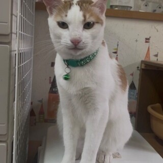 一人っ子希望☆甘えたさんの茶白ちゃんฅ•ω•ฅ