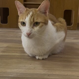 一人っ子希望☆甘えんぼ茶白くんฅ•ω•ฅ