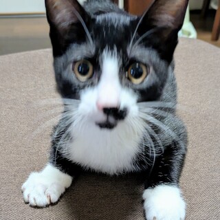 かぎしっぽの可愛いハチワレ（黒多め）子猫です