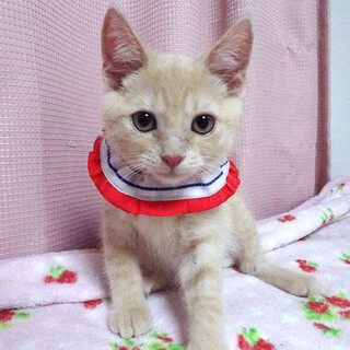 足長マンチカン♪プリンくん３か月半