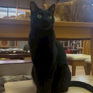 一人っ子希望☆優しい黒猫くんฅ•ω•ฅ