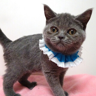 おだやかブリティッシュ♪マルくん３か月半