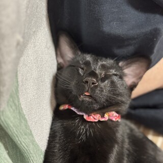 黒猫 メス 4ヶ月