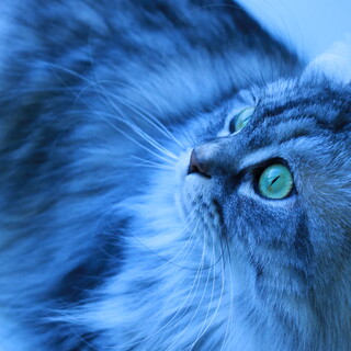 6歳 スコティッシュフォールド メス