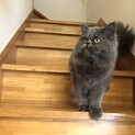 7歳 ペルシャ オス