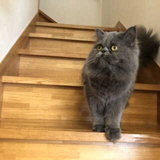 7歳 ペルシャ オス