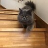 7歳 ペルシャ オス サムネイル2