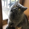 7歳 ペルシャ オス サムネイル3