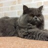 7歳 ペルシャ オス サムネイル4