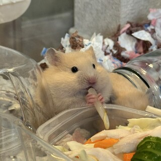 きんくまハムスター里親募集