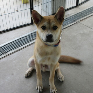 やんちゃなカンタくん(2025-DS010)