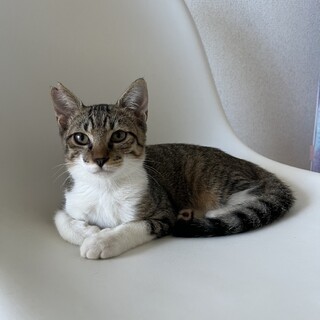 沖縄から来た兄弟！生後5ヶ月キジ白のタケ君