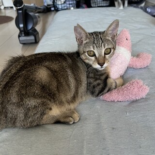 沖縄から来た兄弟！5ヶ月のキジトラのバンブーくん