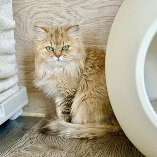 推定2024年生　ペルシャ系♀Fライナーちゃん♡