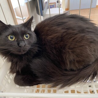 里親様を再募集！とても怖がりな女の子