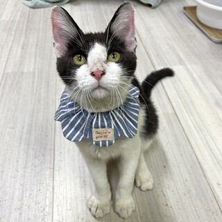 【1/10東銀座】ドレミくん★９ヵ月半♪