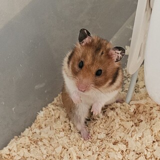 急募 ゴールデンハムスター 女の子 9匹