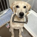 カルロス7ヶ月の可愛い子犬です！